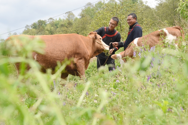 李凱了解三河村大學(xué)生返鄉(xiāng)創(chuàng)業(yè)青年洛古有格的養(yǎng)殖場經(jīng)營狀況。 (2).jpg