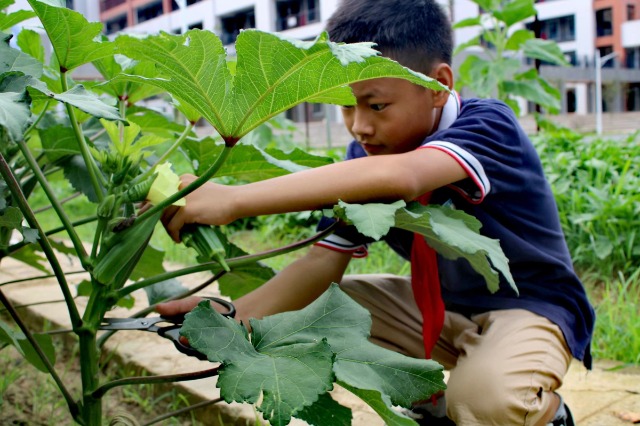 鐘山鎮(zhèn)第七小學(xué)的少先隊(duì)員代表們正在黨員教師的帶領(lǐng)下采摘成熟的蔬菜。 (6).jpg
